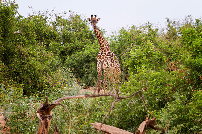 giraffa